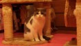 /album/galeria-de-fotos-os-nossos-gatos/wills-3-jpg/